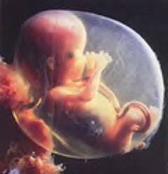 The Human Embryo